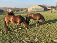 Vente de cheval : Loekaf S.J.S.